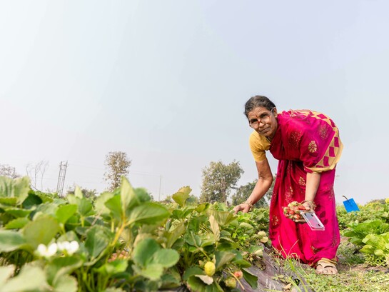 Nagpur, Maharashtra, India. Female farmers working in the fields, reflecting the struggles of rural poverty in the Global South