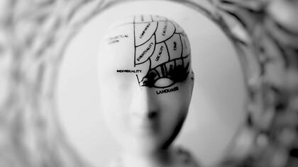 A photo of a sculpted head bust artwork labeled with different parts of the brain