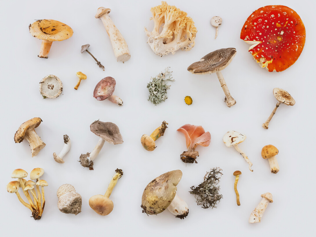 Plants communicate through an underground web of fungi Meer