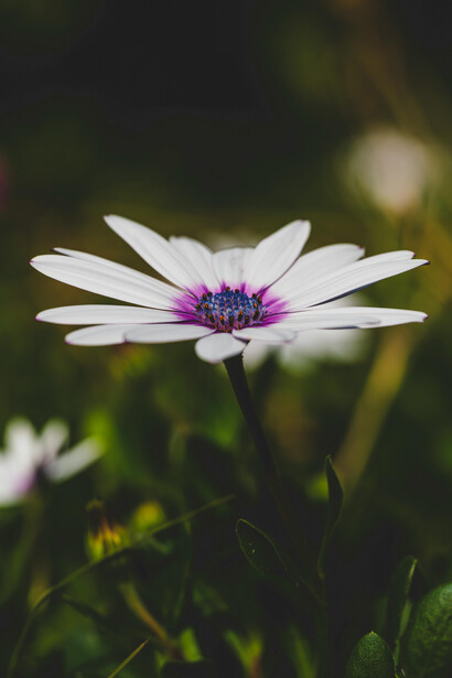 En Dulce Nombre, la protagonista representa a una mujer atrapada en un destino impuesto, donde su voluntad y deseo son anulados por decisiones masculinas