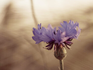 Viajar y explorar el mundo puede despertar una profunda sensación de libertad y plenitud