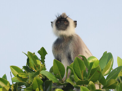 Hanuman Langur on Urani River (c) Gehan de Silva Wijeyeratne