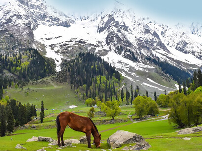 A grassy field with scattered trees and majestic mountains in the background, Kashmir, India