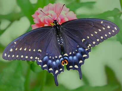 Where humility lives, beauty follows—light, brief, and essential