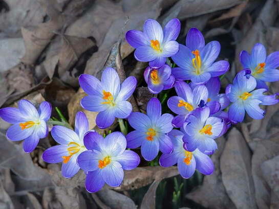 Crocus flowers bloom after winter, a visual reminder of how kindness, self-compassion, and patience support mental health and emotional renewal.