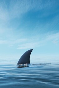 Gli squali sono considerati tra gli animali più feroci del pianeta nella fantasia della persona comune