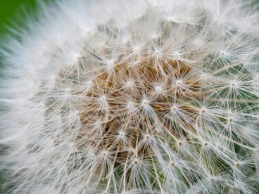 Secondo Elaine Aron, l’alta sensibilità non è un difetto, ma un tratto temperamentale innato presente in circa il 15–20% della popolazione