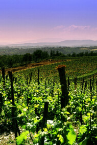 Vigneti nel Franciacorta
