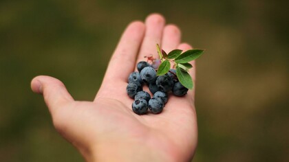 Hands gently holding a handful of fresh blueberries, a fruit packed with antioxidants and vitamins that support heart health, boost immunity, and promote overall wellbeing