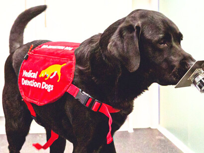 Science meets snout: dogs like this are proving to be fast, accurate, and waste-free health allies