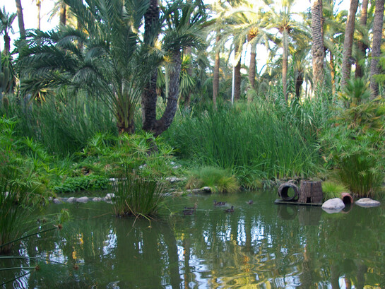 En Elche, la emperatriz visitó el “Huerto del Capellán Castaño”, un lugar cuidado con esmero y reconocido por su impresionante plantación de palmeras. Durante su recorrido, quedó fascinada por un ejemplar singular: una palmera con siete brazos, que surgían del mismo tronco. Elche, Alicante, España