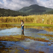 Larry Sultan, Corte madera Marsh (detail), 2009. Courtesy of Yancey Richardson Gallery