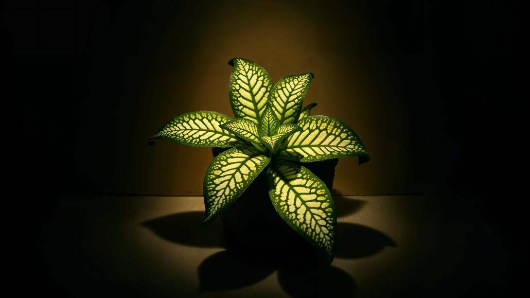 Light as signal: illumination as communication in the semiosphere