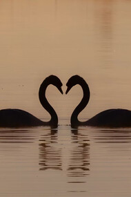 Two swans gliding on the water during the day, symbolizing love and serenity at sunrise