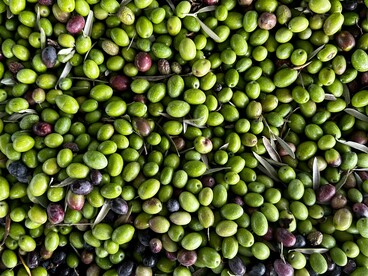 L’olio extravergine di oliva italiano è apprezzato nel mondo per la sua qualità, la sua purezza e il suo gusto equilibrato