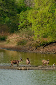 A view of the Periyar lake in India, evoking tones of greens in wildlife 