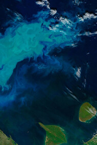 O fitoplâncton nos oceanos é um dos pulmões da terra