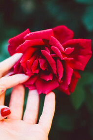 Hands connected on a flower; passion, free will, intelligence, and complex social lives are the elements of humanity