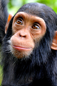 Mycobacterium leprae bacteria is the causative agent of leprosy