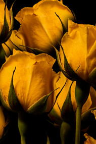 Rosas. Maria da Graça