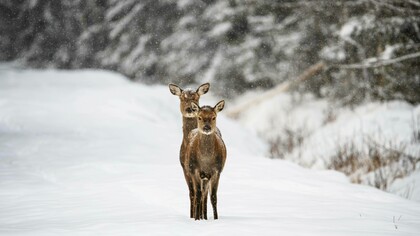 Due cerbiatti in un tranquillo paesaggio invernale ammantato di neve: "E ora è il momento di entrare nel bosco. Di lasciare che la neve, il silenzio e le voci nascoste della notte ci guidino. Una notte speciale ci sta aspettando"