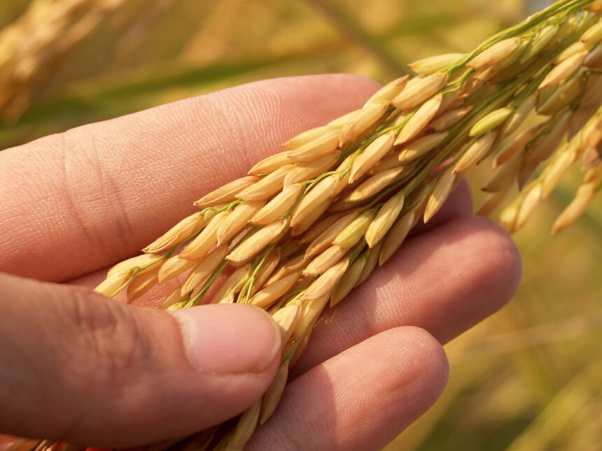 Nascita e storia del risotto alla milanese Meer