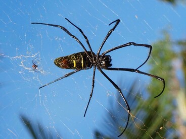 Nephila comorana, femmina e maschio nano