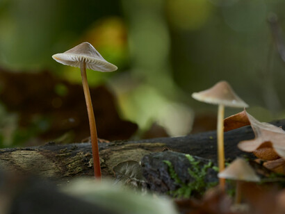 Freshly harvested Psilocybe cubensis mushrooms, known for their role in traditional rituals and modern mental health therapies
