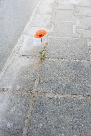 From a crack in the pavement, a red poppy rises—stubborn, bold, and resilient