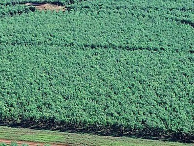 El mate es una infusión que posee beneficios positivos para nuestra salud. De hecho, si estás buscando una alternativa al café, consumir yerba mate es una buena opción. Plantación de arbustos de "Ilex Paraguariensis" o yerba mate, Corrientes, Argentina
