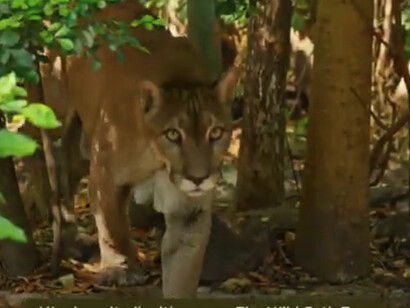 Durante los años 50, lamentablemente la deforestación en Guanacaste estaba en su punto más alto, por lo que mucha fauna perdió su hábitat y sus corredores naturales.  Centro de Rescate y Santuario Las Pumas. Guanacaste, Costa Rica