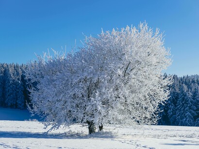 Un albero coperto di brina che risplende contro il cielo azzurro in una giornata invernale e soleggiata: "La lama sfiorava la corteccia, e un pezzetto di essa si staccò, cadendo nella neve come un piccolo tappeto marrone"