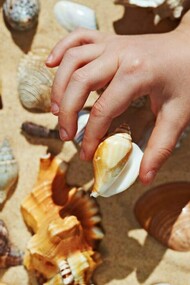 Chi non ha mai raccolto una conchiglia da portare a casa come ricordo? 