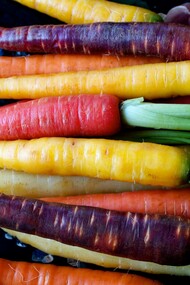 I mille colori della Carota