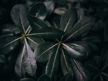 Cuando la vida se reduce al dolor constante, a la pérdida irreversible de la conciencia o a la dependencia absoluta del sufrimiento, el deseo de morir deja de ser una negación de la vida para convertirse en una afirmación de la dignidad