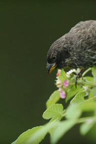 Pinzón de Darwin, especie aviar de la Isla de los Galápagos, Ecuador, que se cree inspiró a Darwin para la formulación de su hipótesis sobre los procesos de adaptación de las especies al medio ambiente que habitan