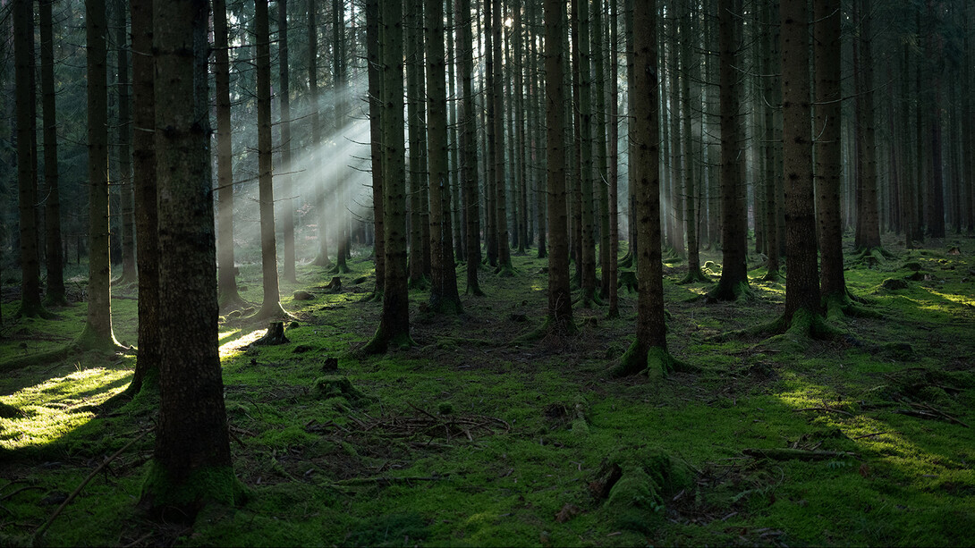 Wim Wenders, Wald I (detail), 2020, 2025. © Wenders Images. Courtesy Bastian Gallery 