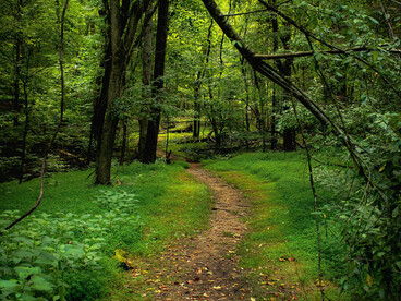 A hiking path that is well-worn but natural, bordered by low plants and leafy undergrowth on both sides
