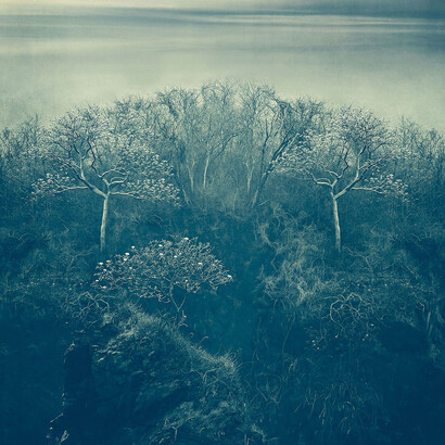 Thomas Hager, Mountain side trees with sea sky, 2024. Courtesy of Sears-Peyton Gallery