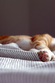 Los gatos sí que saben lo que es bueno