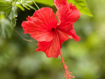 I semi dei fiori di ibiscus sono ricchi di olio