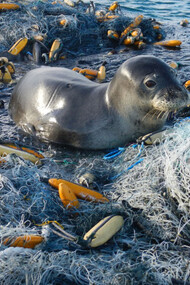 Una foca monaca intrappolata dai rifiuti dei pescatori