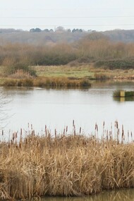 Western section of Abberton Reservoir, England with re-profiled edges, photo by Gehan de Silva Wijeyeratne