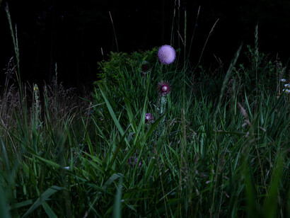 Lois Bielefeld and Marzena Ziejka, Its own pristine devices. Courtesy of Portrait Society