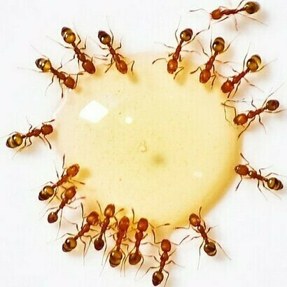 A group of ants interacting with honey