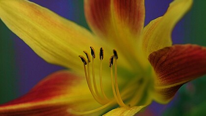 Paz interior: necesitaba despojarme de las camisas y quedarme con la piel. Necesitaba sentir el frío de la ignorancia para saber hacia dónde caminar