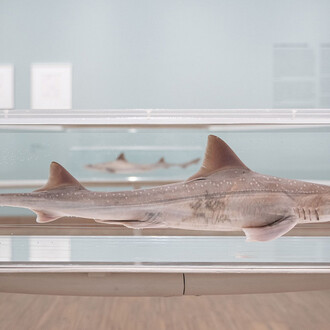 Damien Hirst, Drawings, ausstellungsansicht. Mit freundlicher genehmigung des Albertina Museums