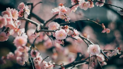La muerte es parte de la vida y lo efímero también puede ser hermoso, como las flores del cerezo cuando se marchitan