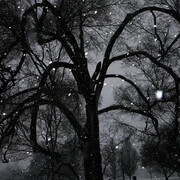 Elijah Gowin, Tree 2 (detail), 2014. Courtesy of Robert Mann Gallery