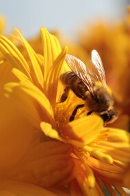 Se le api scomparissero dalla terra, per l'uomo non resterebbero che 4 anni di vita